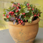 Wintergreen Cherry Berries