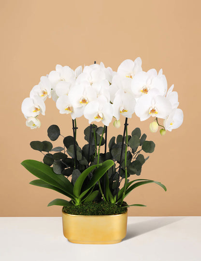 Large Double Orchid
