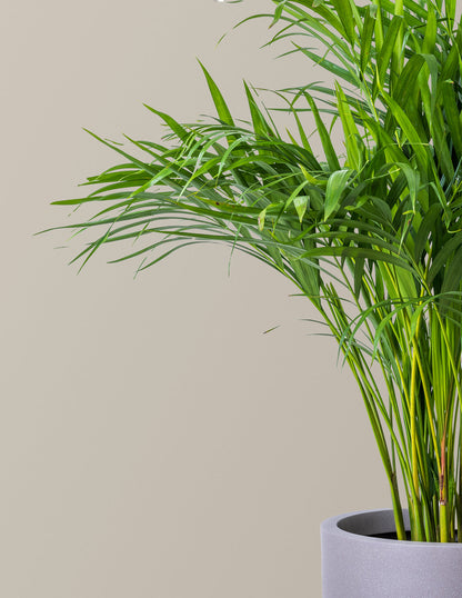 Areca Purifying Palm