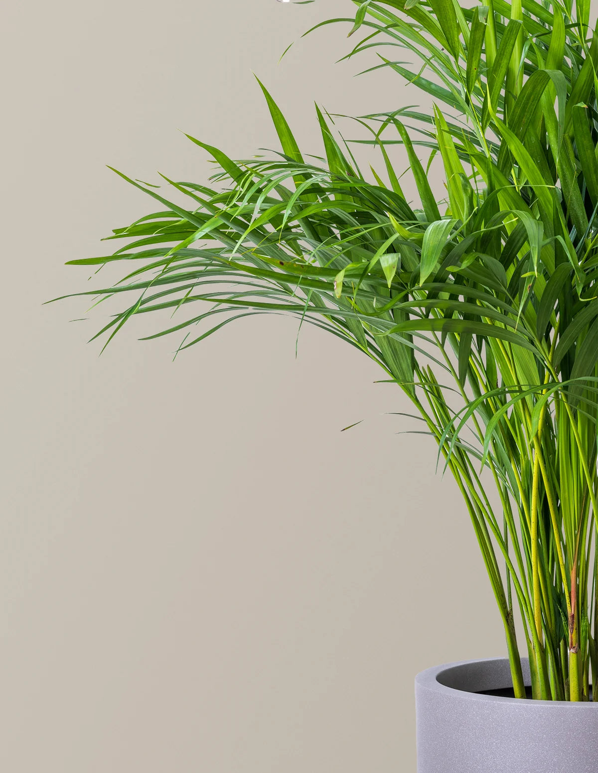 Areca Purifying Palm
