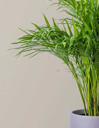 Areca Purifying Palm