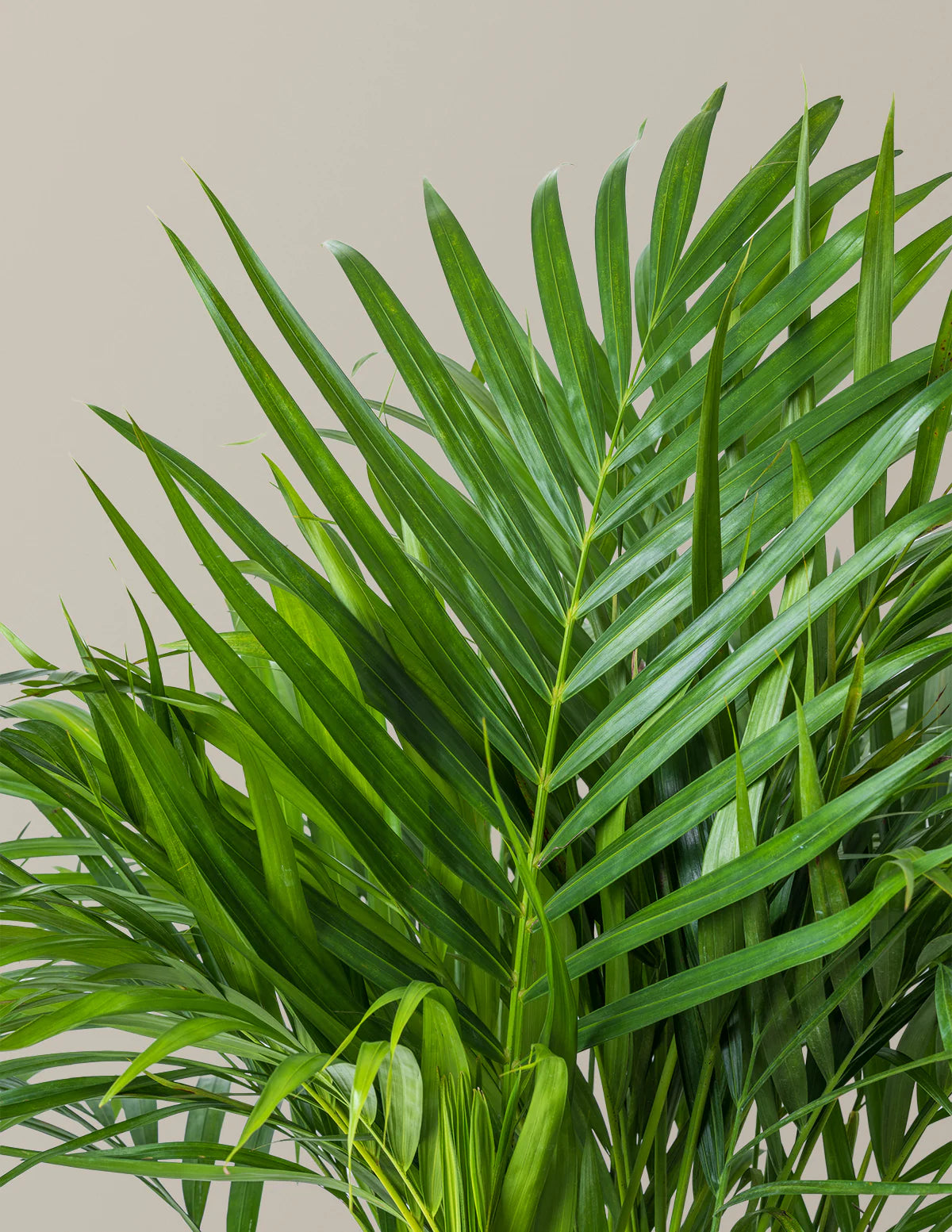 Areca Purifying Palm