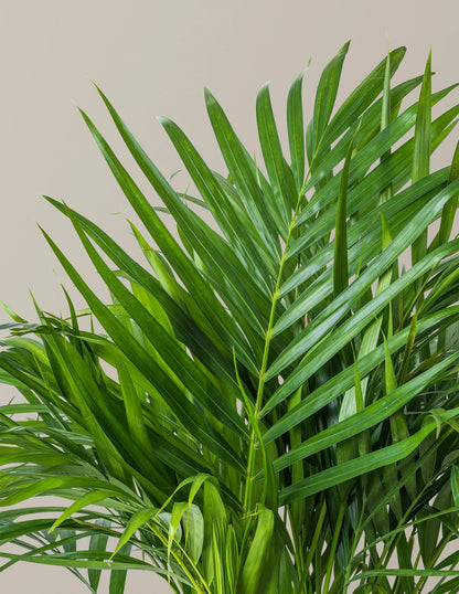 Areca Purifying Palm