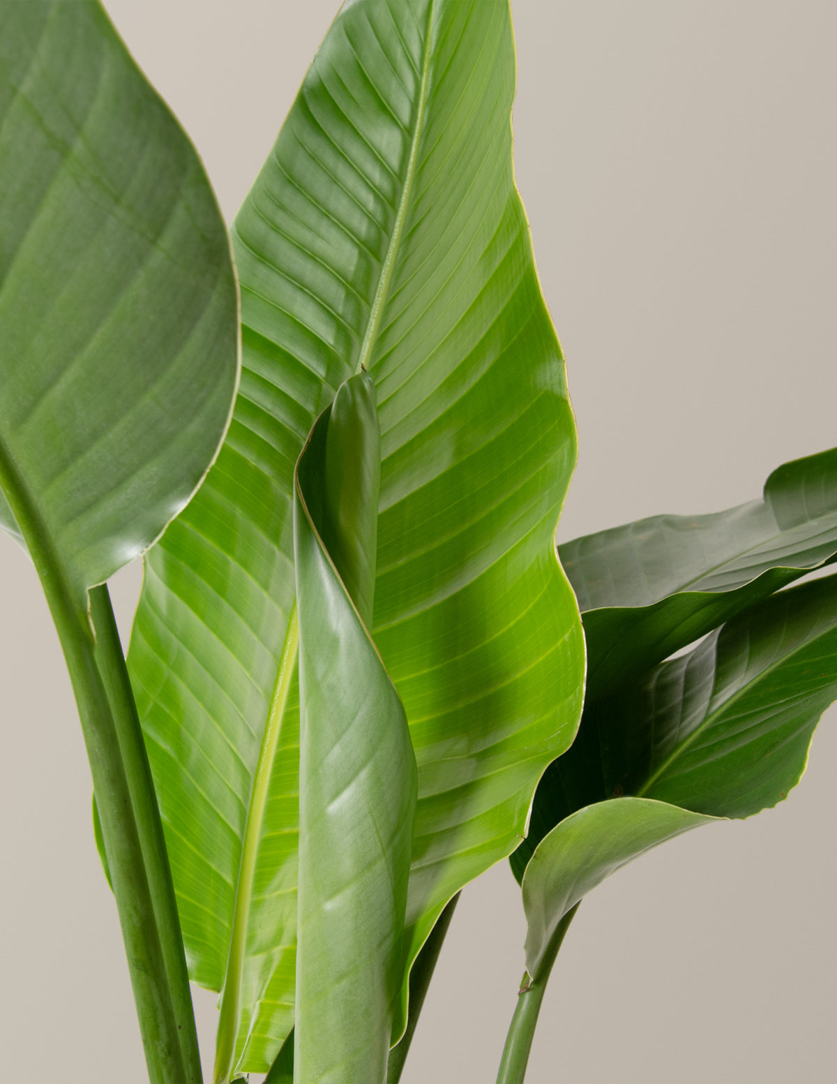 Bird of Paradise 10.00