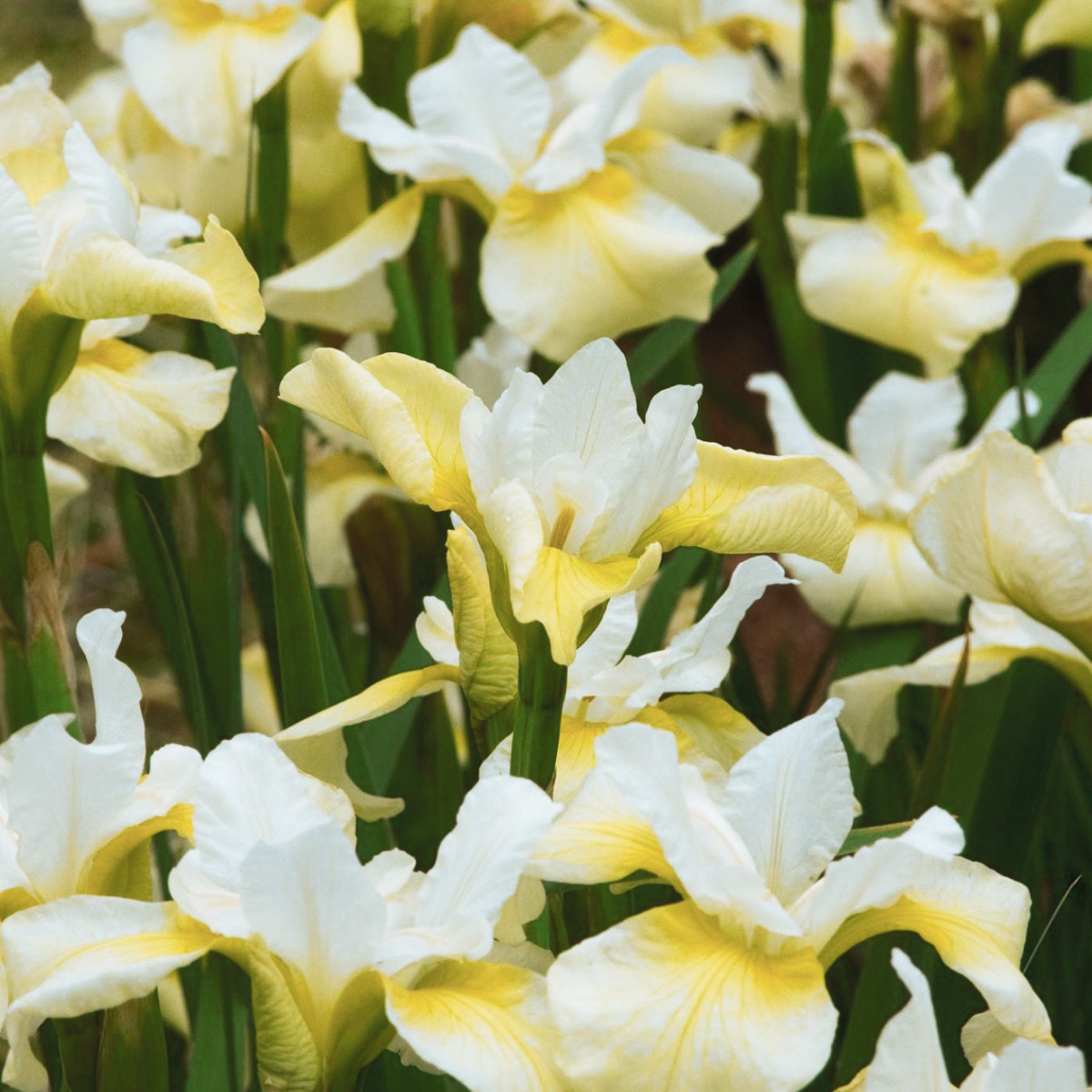 Butter & Sugar Siberian Iris