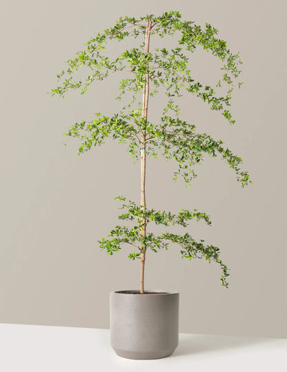Black Olive Tree