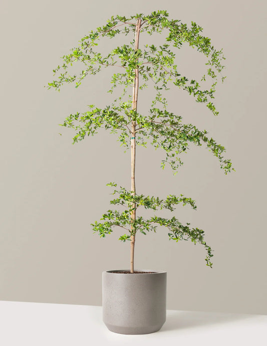 Black Olive Tree