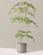 Black Olive Tree