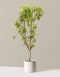 4-in-1 Peach Tree