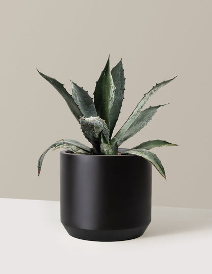 Agave Americana