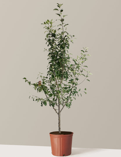3-in-1 Apple Tree