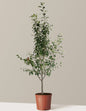 3-in-1 Apple Tree