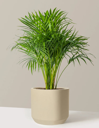 Areca Purifying Palm