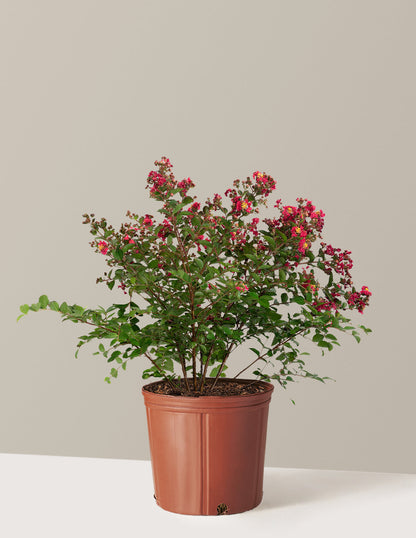 Strawberry Crape Myrtle
