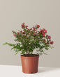 Strawberry Crape Myrtle