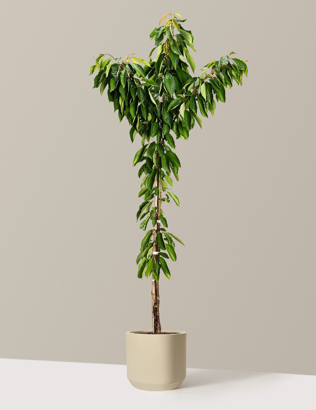 Bing Cherry Tree 13.50