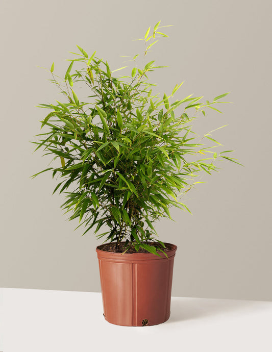 Black Bamboo
