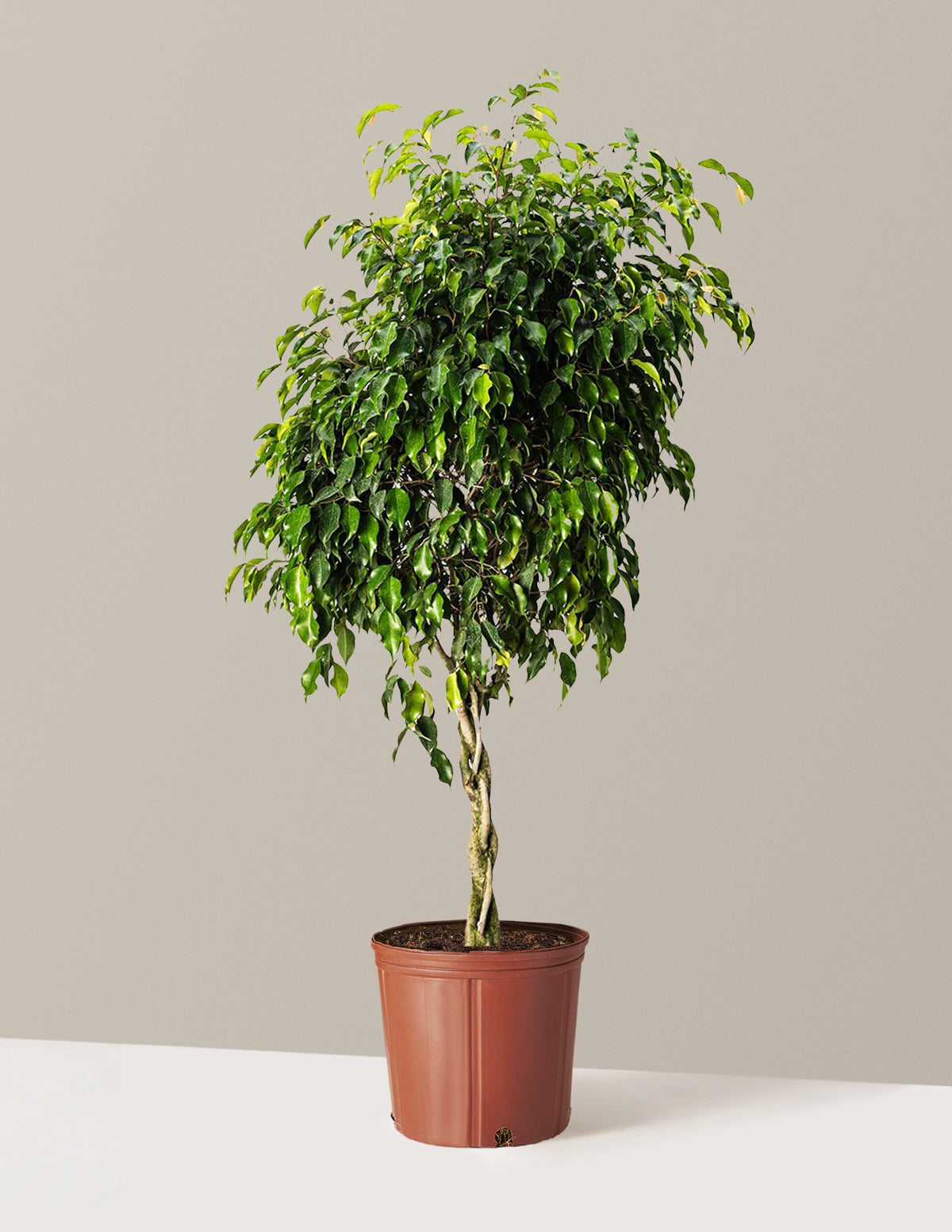Braided Benjamina Ficus