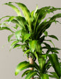 Dracaena Mass Cane