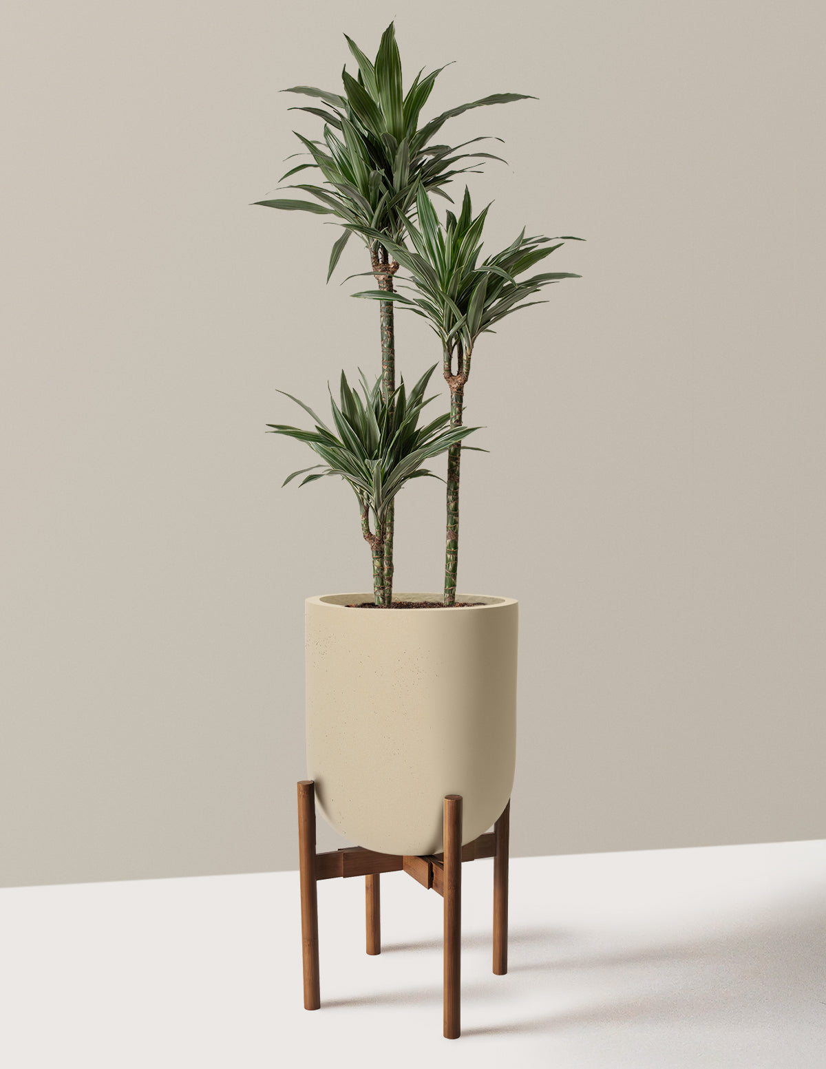 Large Dracaena Warneckii 13.50