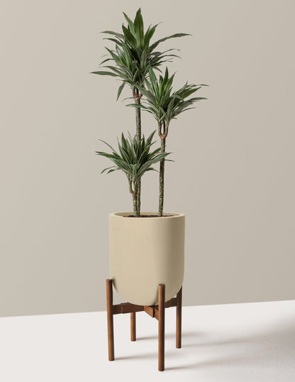 Large Dracaena Warneckii 13.50