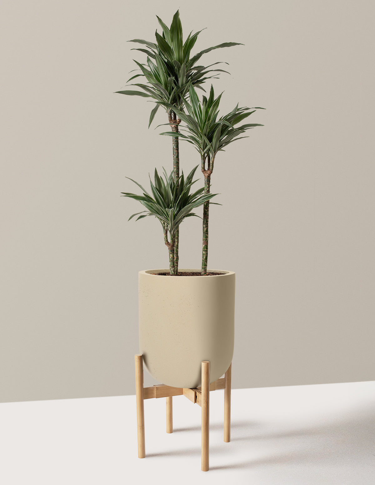 Large Dracaena Warneckii 13.50