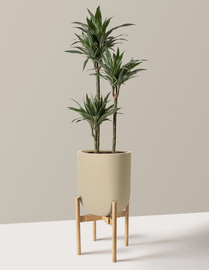 Large Dracaena Warneckii 13.50