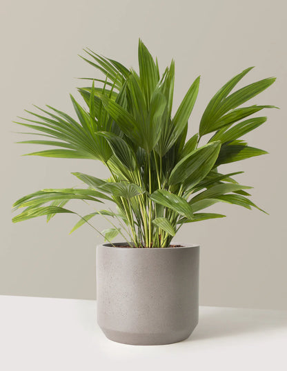 Fan Palm