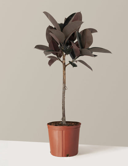 Ficus Burgundy Rubber Tree