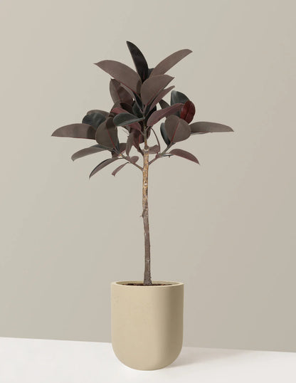 Ficus Burgundy Rubber Tree