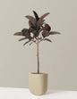 Ficus Burgundy Rubber Tree