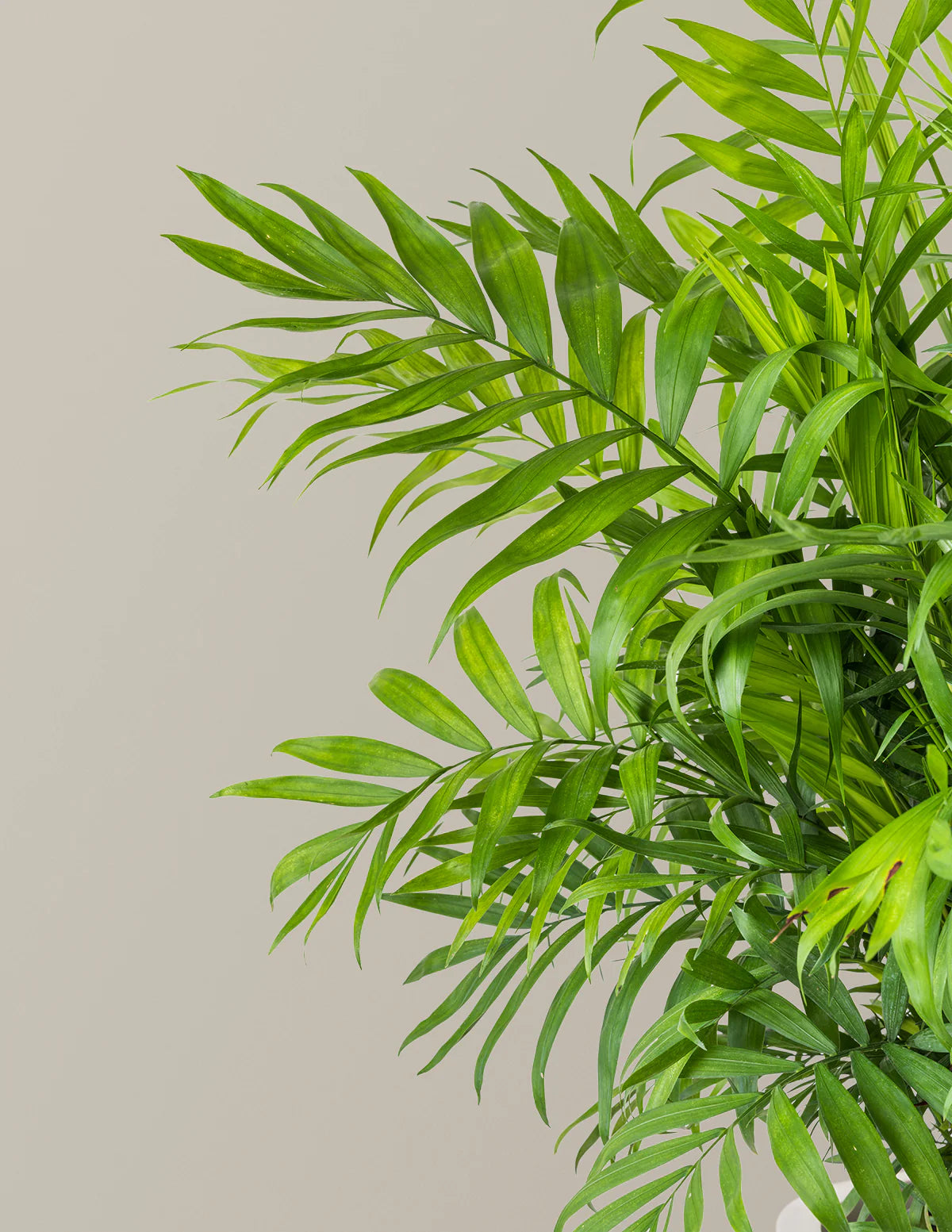 Parlor Palm