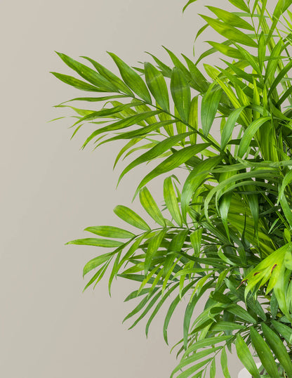 Parlor Palm