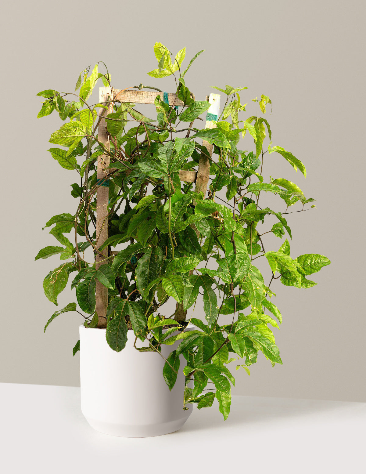 Passion Fruit Vine