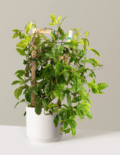 Passion Fruit Vine