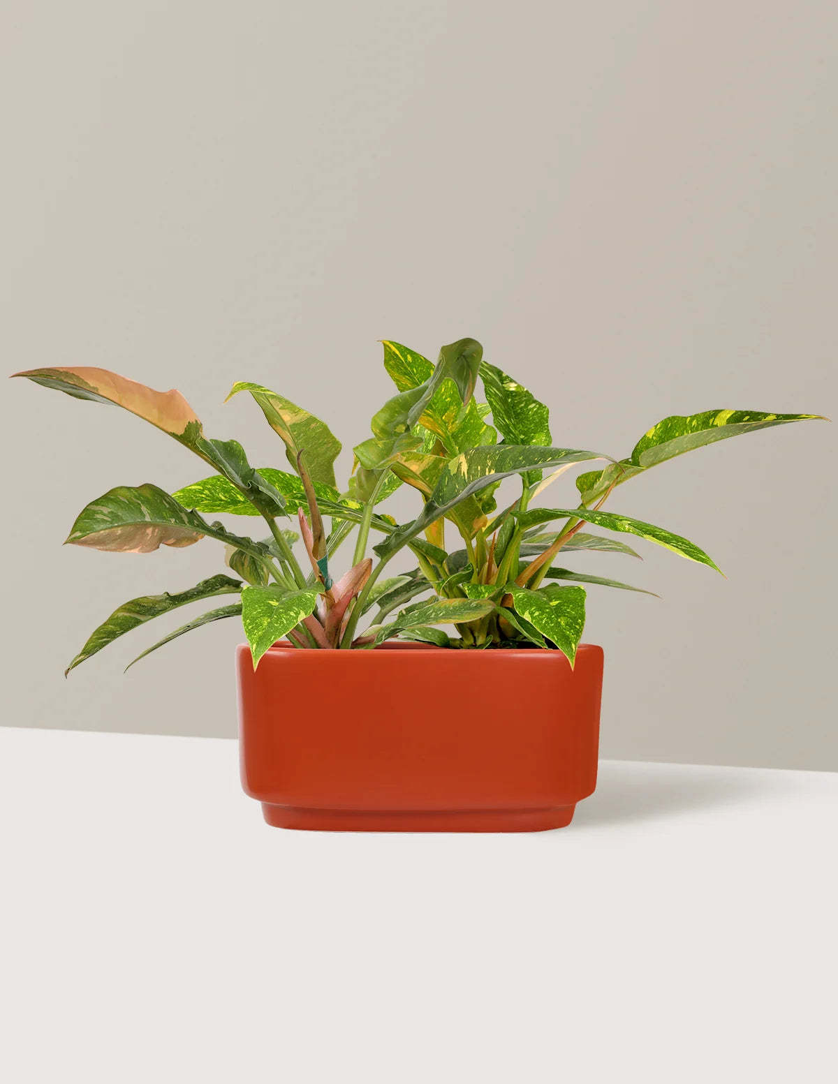 Double Philodendron Ring of Fire