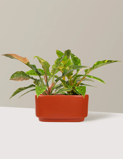 Double Philodendron Ring of Fire