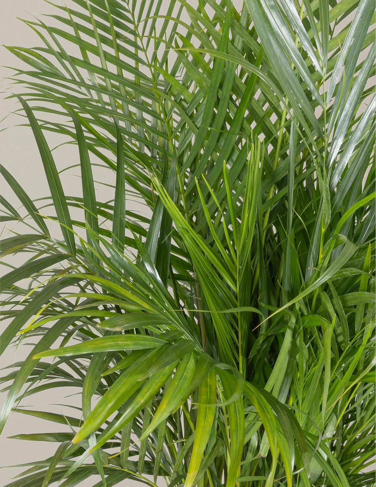 Areca Purifying Palm