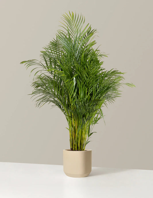 Areca Purifying Palm