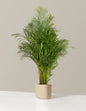 Areca Purifying Palm