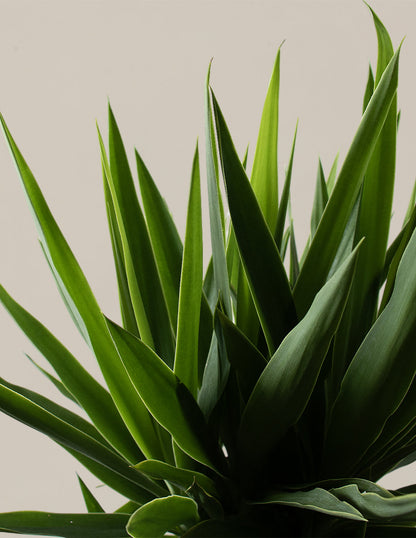 Yucca Plant Single Stem