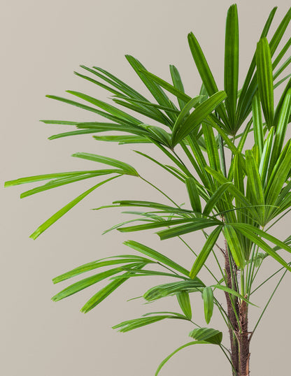 Large Lady Palm
