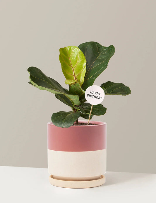 Happy Birthday Fiddle Leaf Fig Bush