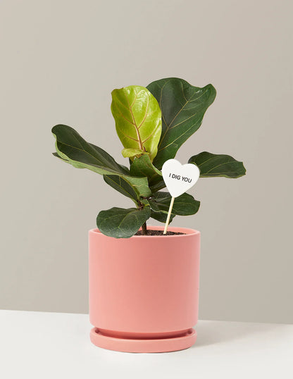 I Dig You Fiddle Leaf Fig Bush