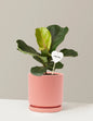 I Dig You Fiddle Leaf Fig Bush