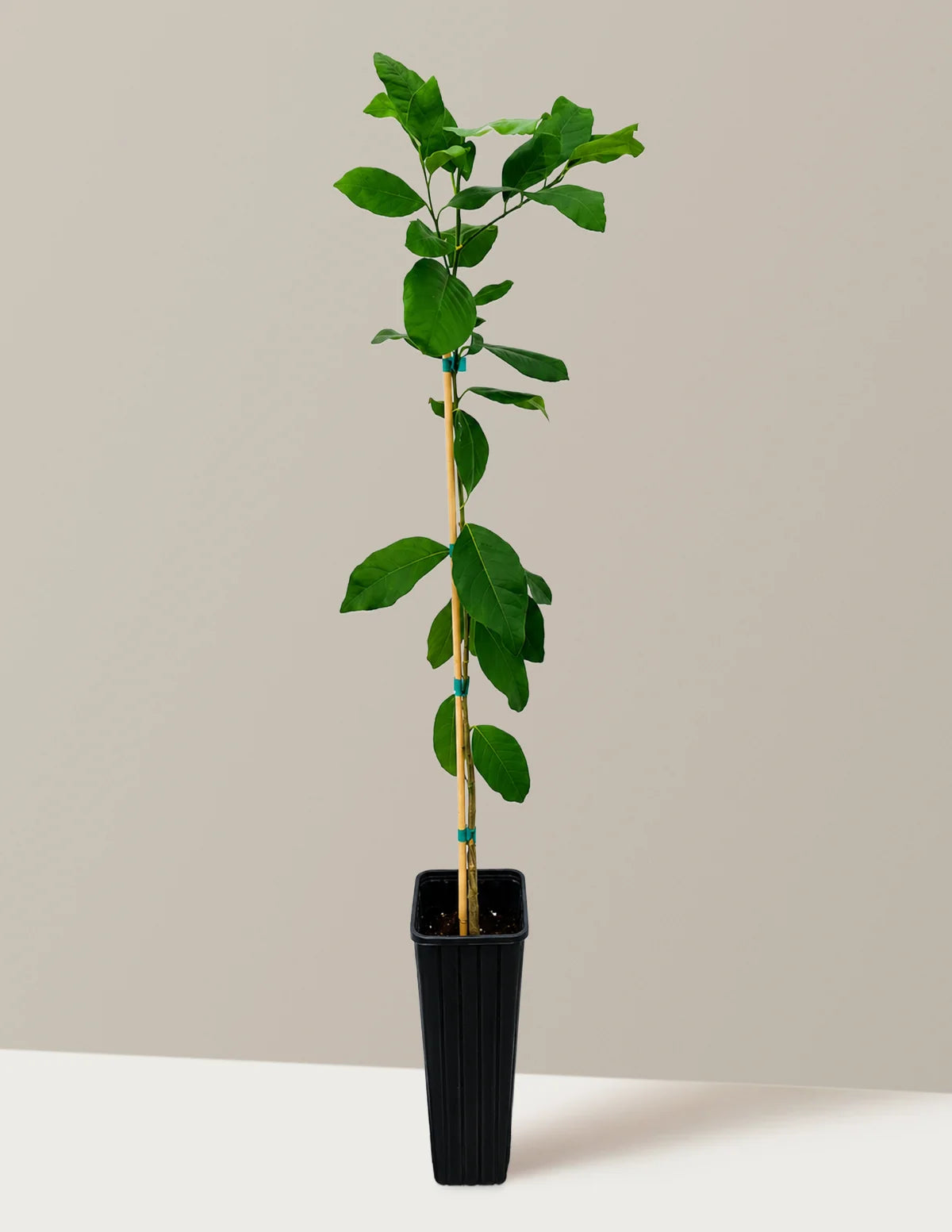 Harvey Lemon Tree