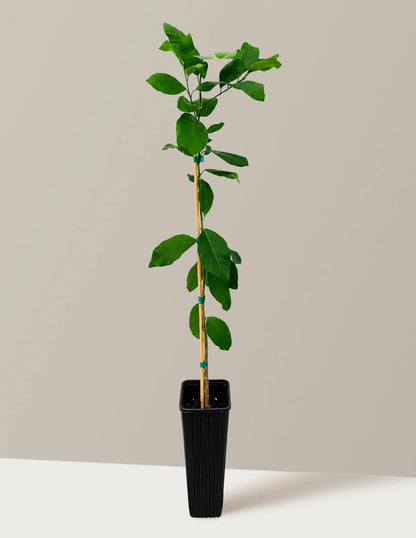 Harvey Lemon Tree