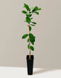 Harvey Lemon Tree