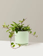 Hoya Pubicalyx Green