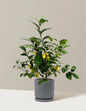 Meyer Lemon
